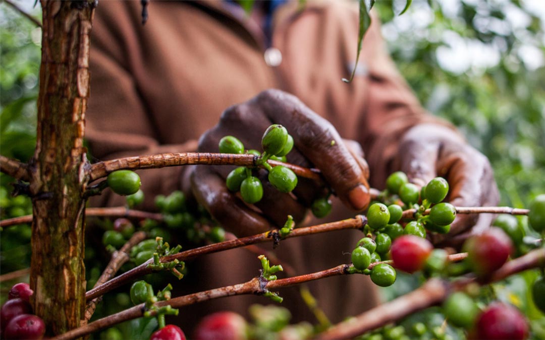 Uganda's Coffee