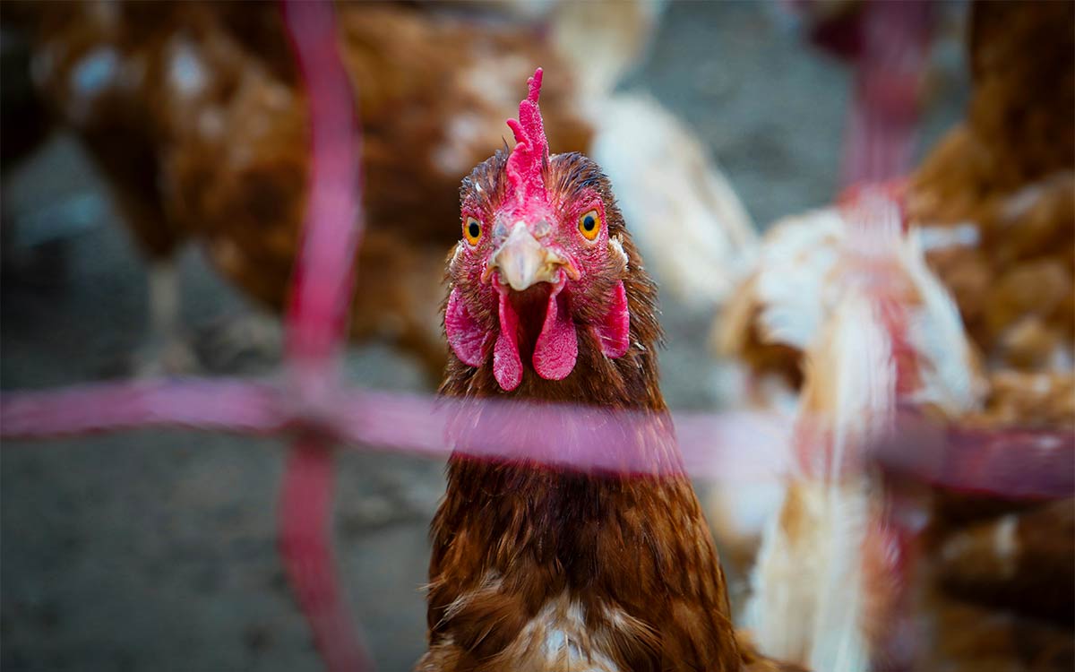 Poultry Farm